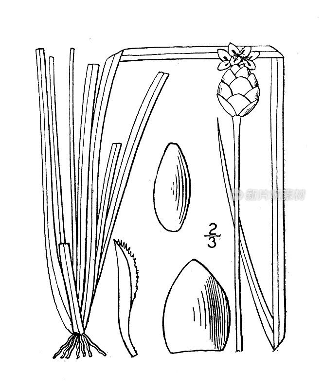 古植物学植物插图:木ris communis，南方黄眼草